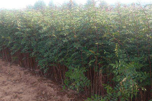 GPS巡檢系統(tǒng)在農(nóng)林防護中的應(yīng)用