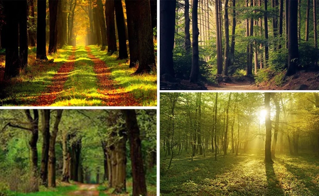 森林防火 森林防火